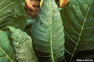 <i>Tobacco etch virus</i> Species of virus