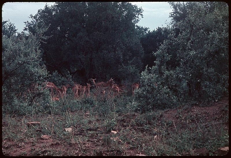 File:1963-1-11 Hluhluwe-Imfolozipark reserve, Impala's.jpg
