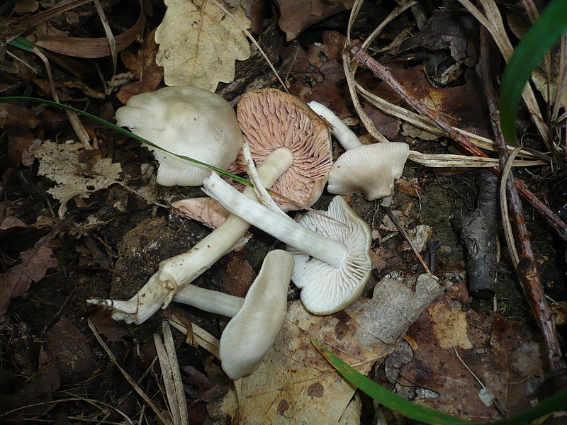 File:2008-08-05 Entoloma rhodopolium var. pseudopolitum 2 20014.jpg