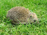 Brown hedgehog