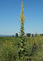 Flowering plant; Reilingen, Rhein-Neckar-Kreis, Deutschland