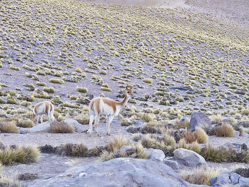 File:20120618 Chile 3384 Tatio (7704034922).jpg