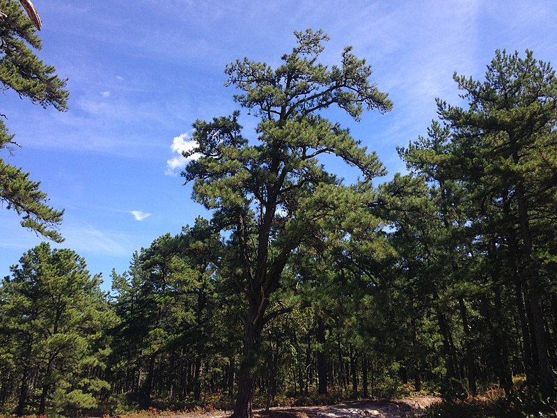 File:2014-08-29 11 27 13 Pitch Pine along White Horse Road in Wharton State Forest, Tabernacle Township, New Jersey.JPG