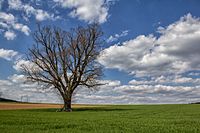 86. Platz: Derzno mit Baum auf Feld, Gemarkung "Auf der Reid", Hattenhausen, Naturpark und LSG Altmühltal