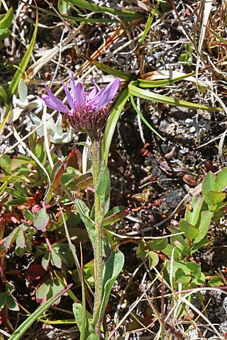 <i>Erigeron uintahensis</i> Species of flowering plant