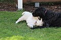 Image 10A labradoodle puppy and a Golden Retriever puppy playing together. (from Puppy)