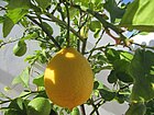 2017-10-26 Ripening lemons on a tree, Albufeira (1).JPG