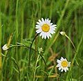 Margerite - Leucanthemum vulgare