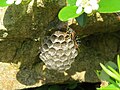 2019-06-07 (112) Polistes (paper wasp) with nest at Bichlhäusl, Tiefgrabenrotte, Frankenfels, Austria.jpg
