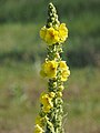 * Nomination: Verbascum --Bernard Ladenthin 08:09, 6 July 2019 (UTC) * Review Top crop is too tight, can you improve that? --Poco a poco 08:49, 6 July 2019 (UTC) Sorry, its already full resolution, next time, thanks ;) --Bernard Ladenthin 08:51, 6 July 2019 (UTC)