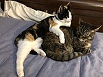 2020-10-24 12 16 11 A Tabby cat and a Calico cat cuddling on a bed in the Franklin Farm section of Oak Hill, Fairfax County, Virginia