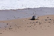 Seals at Horsey Dunes in Norfolk, United Kingdom.