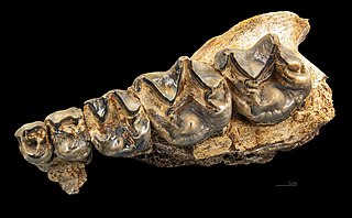 <i>Chalicotherium</i> Extinct genus of mammals