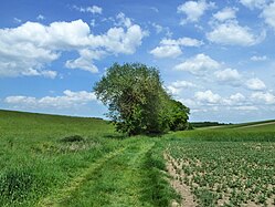 Field margins (Upper Swabia)