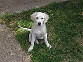 A four-month-old white golden retriever