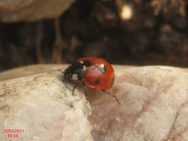 File:7-spot ladybird 2 (BG) (5568509653).jpg