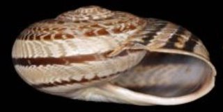 <i>Allognathus hispanicus</i> Species of gastropod