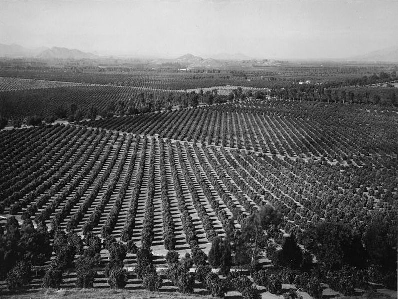 File:ARLINGTON HEIGHTS CITRUS GROVES, circa 1903.jpg