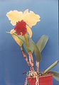 A and B Larsen orchids - Brassolaeliocattleya Brigitte Roche Dor 90-5.jpg