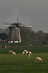 Abcoude - Oostzijdse Molen m weiland.jpg