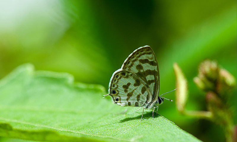 File:Aberration of Zebra Blue Bangalore.jpg