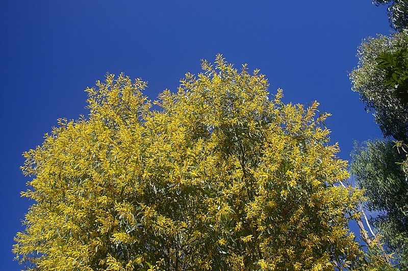 File:Acacia aulacocarpa in flower, 7th Brigade Park Chermside IMGP4519.jpg