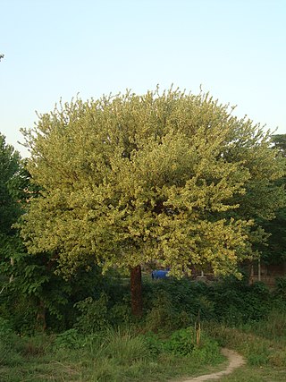 <i>Senegalia modesta</i> Species of legume