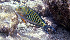 Description de l'image Acanthurus lineatus 2 - no watermark.jpg.