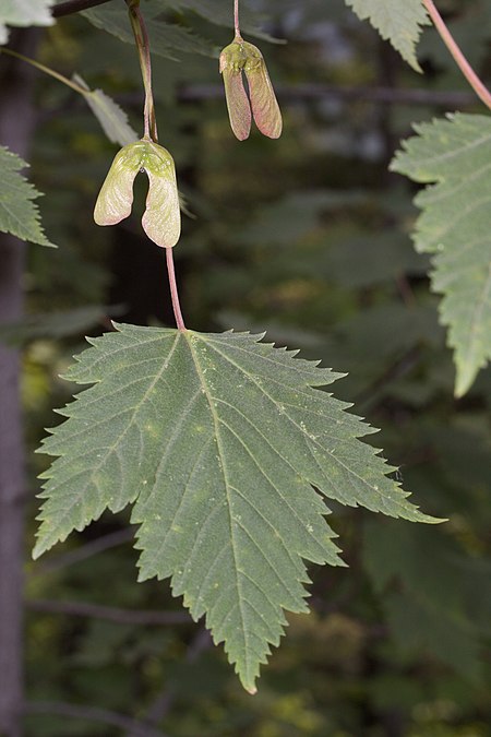 Acer glabrum 4809.JPG