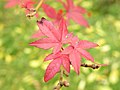 Acer palmatum