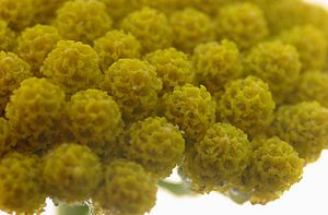 Achillea ageratum inflorescencias.jpg