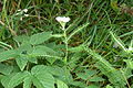 Achillea millefolium (8016801178).jpg