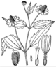 Acmella oppositifolia repens drawing.png