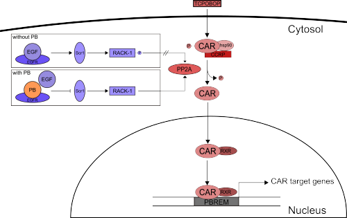 Figure 1 - Activation mechanisms of CAR: Inactivated CAR is retained in the cytosol. Upon binding of TCPOBOP, CAR gets dephosphorylated by PP2A and translocates into the nucleus. Here, it forms a complex with RXR and binds to the PB-responsive enhancer module. Another possibility to activate CAR is the indirect activation through PB. PB binds competitively to EGFR, thus inducing the dephosphorylation of RACK-1. RACK-1 then stimulates PP2A to dephosphorylate CAR, which is then translocated into the nucleus. Activation mechanisms of CAR.png