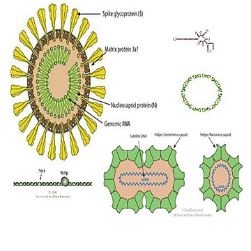 Acytota