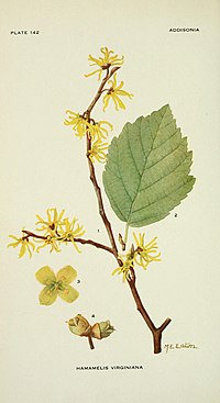 Addisonia - colored illustrations and popular descriptions of plants (1916-(1964)) (16771628251).jpg