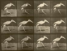 Photographic study of the "martial" gait by Eadweard Muybridge (circa 1887). AdjutantMuybridge.jpg