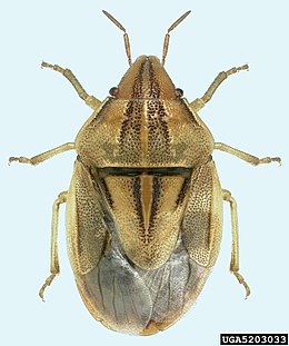 Amerikai szipolypoloska (Aelia americana)