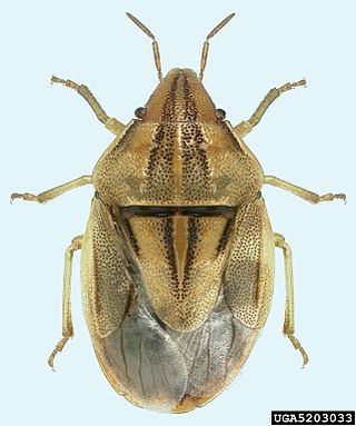 <i>Aelia americana</i> Species of true bug