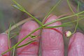 Agalinis edwardsiana foliage