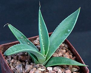 Agave applanata.jpg