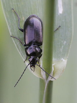 Blauwzwarte snelloper