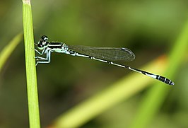 Agriocnemis clauseni