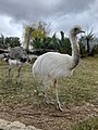 albino emu kuşu, eskişehir hayvanat bahçesi