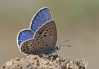 Albulina loewi