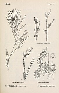 <i>Acrochaetium</i> Genus of algae