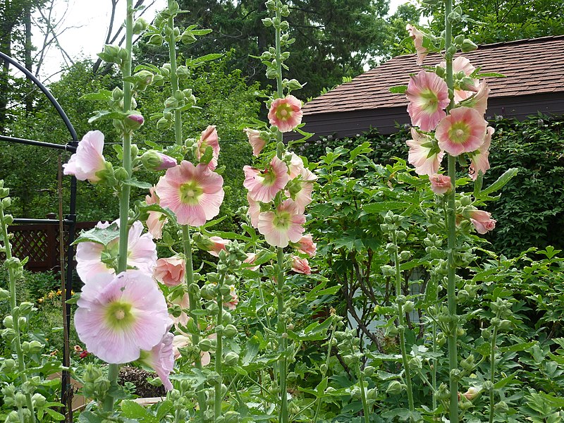 Alcea rosea (2012).jpg