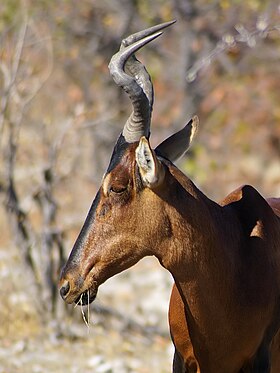 Vaca-do-mato (Alcelaphus buselaphus)