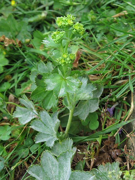 File:Alchemilla xanthochlora plant (09).jpg