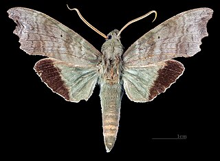 <i>Aleuron chloroptera</i> Species of moth